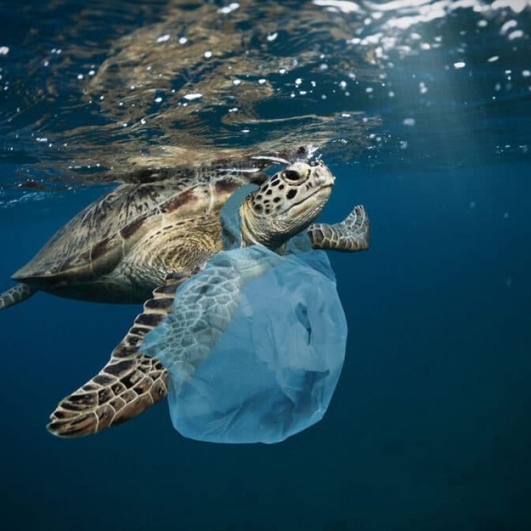L’usage unique, symptôme d’un problème en plastique