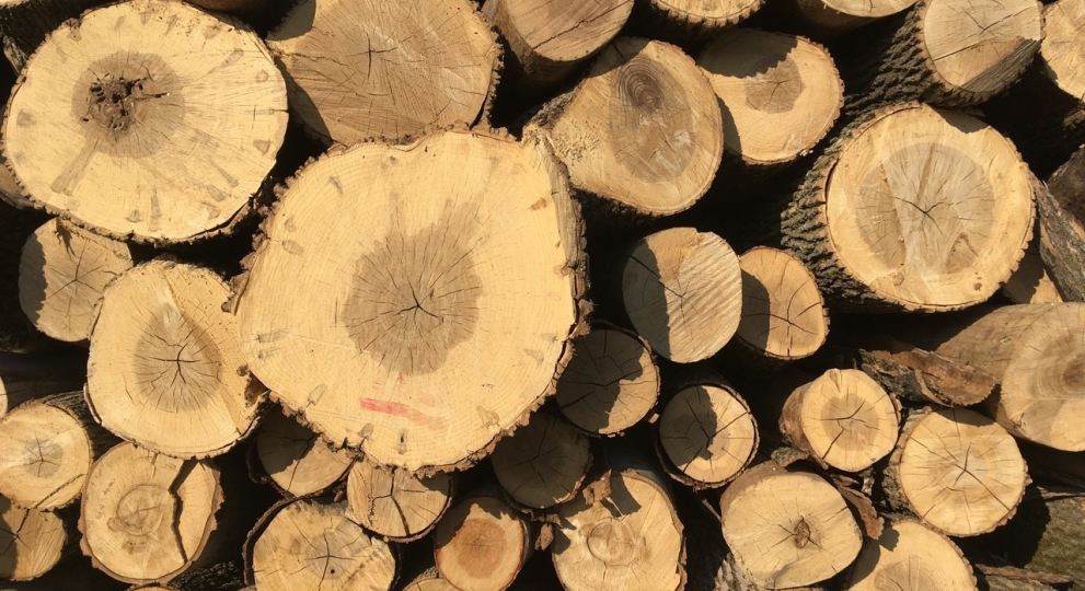 Un plancher de bois franc fait d’arbres urbains